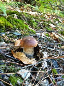 Jeune cèpe de châtaignier 
